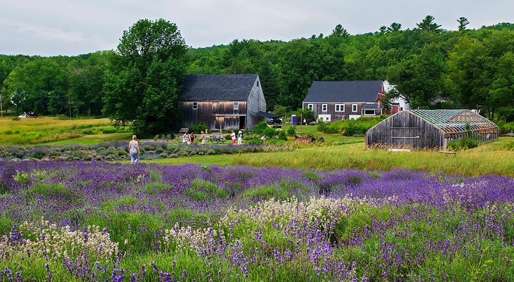 Glendarragh Farm and lavender field