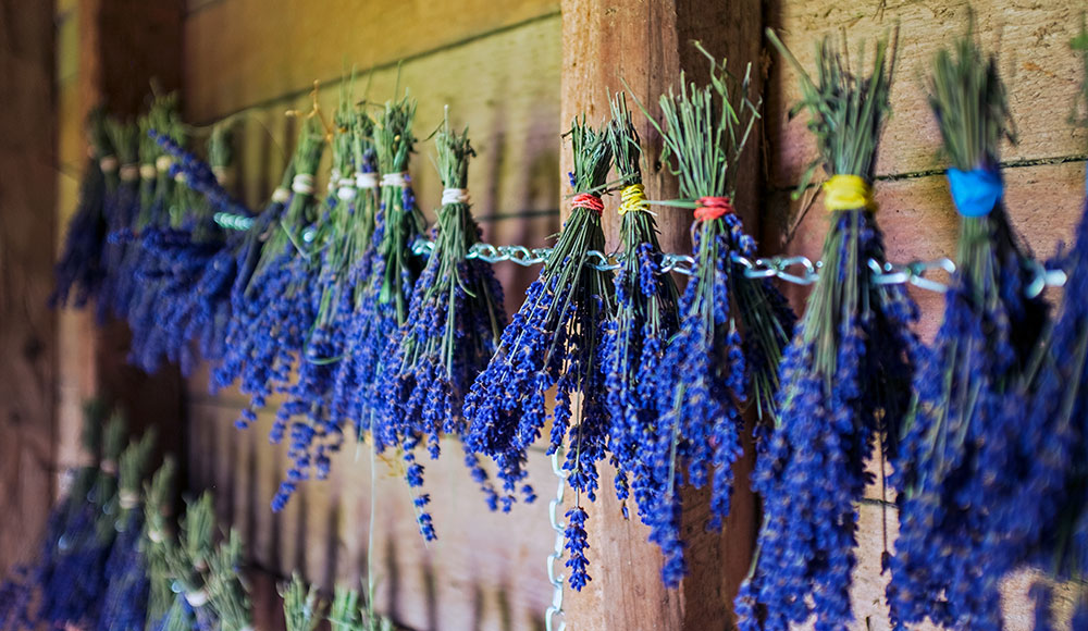 Small bunches of lavender drying in the barn
