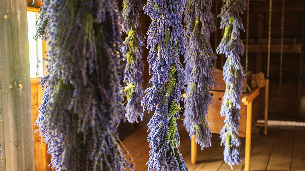 Large bundles of lavender drying in the barn
