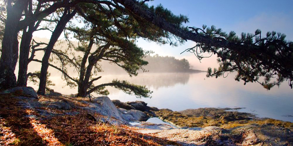 Foggy morning at Bonyun Preserve, Westport Island, Maine