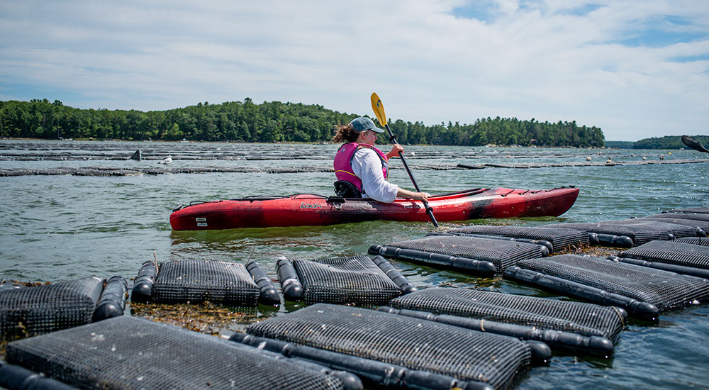 MidCoast Kayak Oyster Ecology Tour on the Damariscotta River