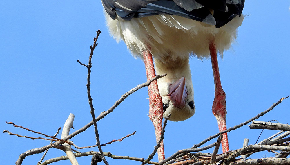 Silly photo of stork