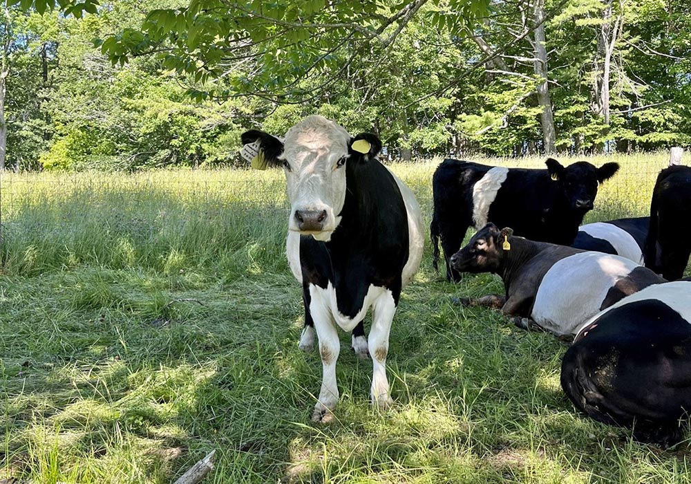 Cows at Altermere Farm, Rockport, Maine