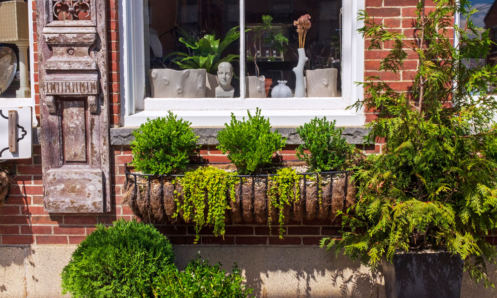 Plants and store window on Main Street, Damariscotta, Maine