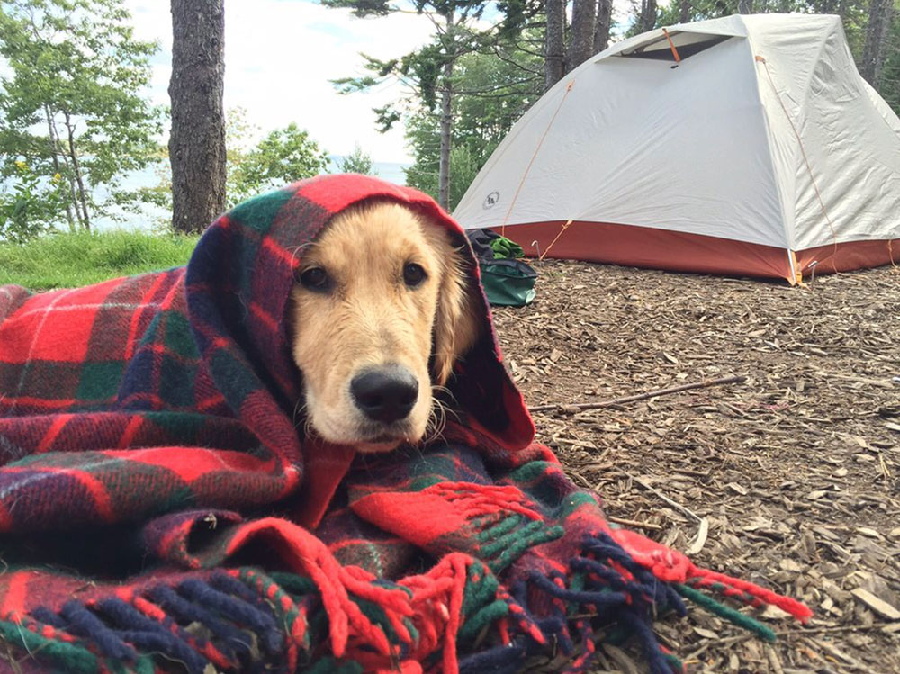 dog in a blanket at a campsite at Sagadahoc Bay Campground, Georgetown, Maine