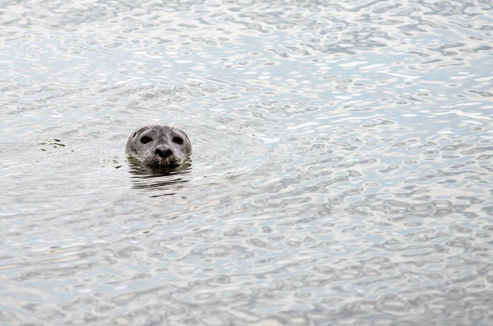 seal poking his head above the surface