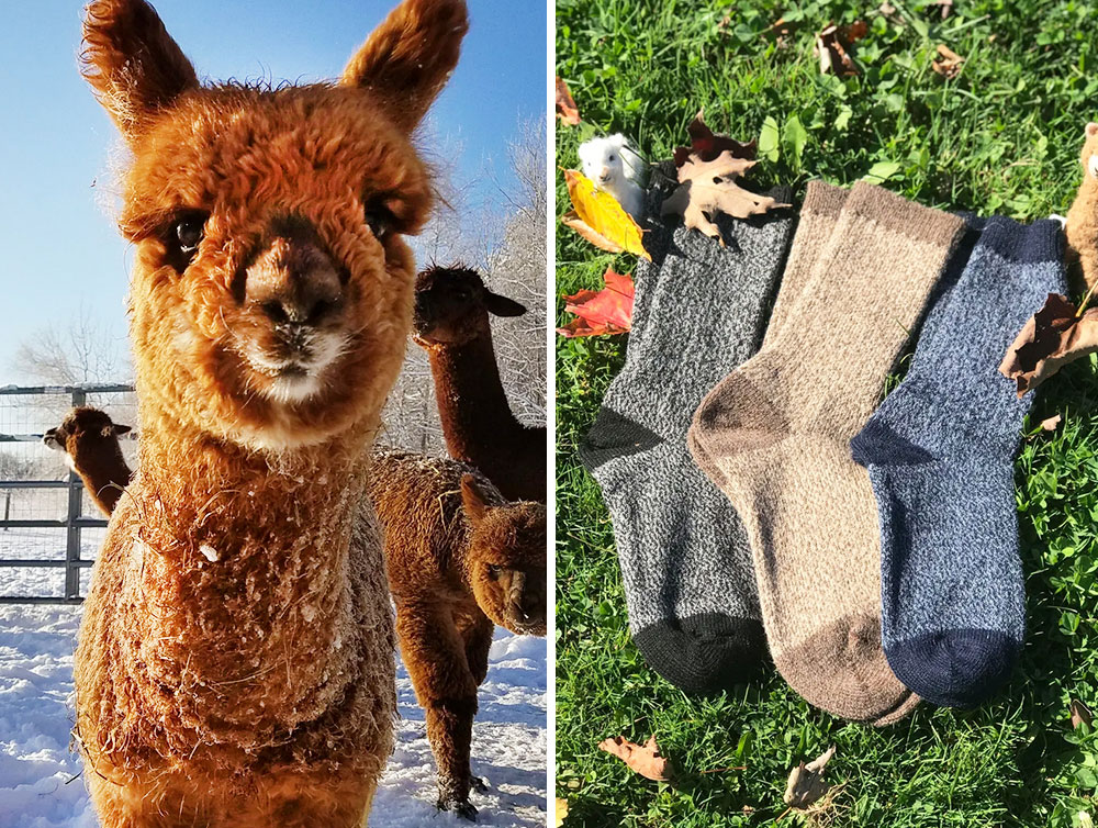 Alpaca portrait and crew socks, from the Maine Alpaca Experience. Shops in Unity and Northport